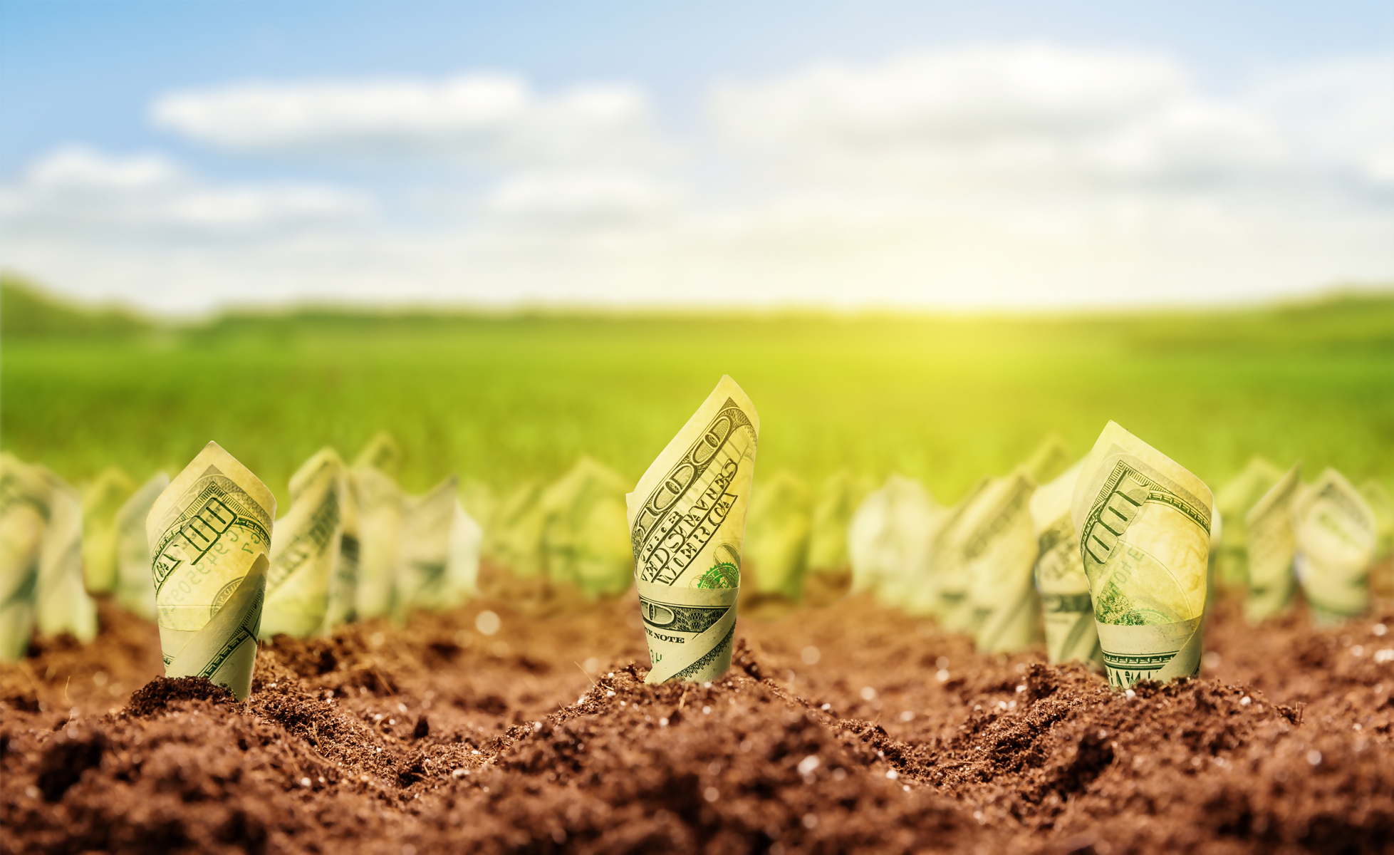 Dollar bills growing out of the ground to be harvested